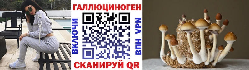Галлюциногенные грибы Psilocybine cubensis  Краснознаменск 
